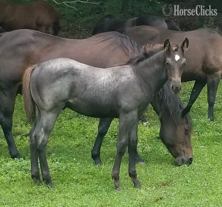 "Blue Roping Prospect" Blue Roan Colt Quarter Horse in Iowa