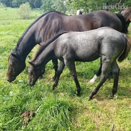 "Blue Roping Prospect" Blue Roan Colt Quarter Horse