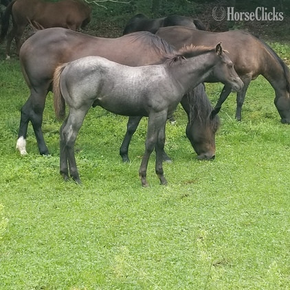Iowa "Blue Roping Prospect" Blue Roan Colt Quarter Horse