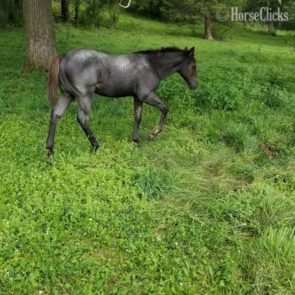 "Blue Roping Prospect" Blue Roan Colt Quarter Horse - Quarter Horse in Iowa