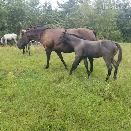 "Blue Roping Prospect" Blue Roan Colt Quarter Horse - Quarter Horse