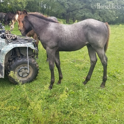 "Blue Roping Prospect" Blue Roan Colt Quarter Horse Iowa