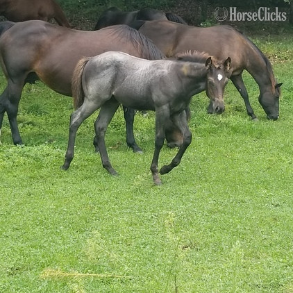 Quarter Horse - "Blue Roping Prospect" Blue Roan Colt Quarter Horse in Iowa