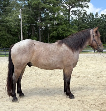 "Sherlock" Bay Roan Gelding Draft