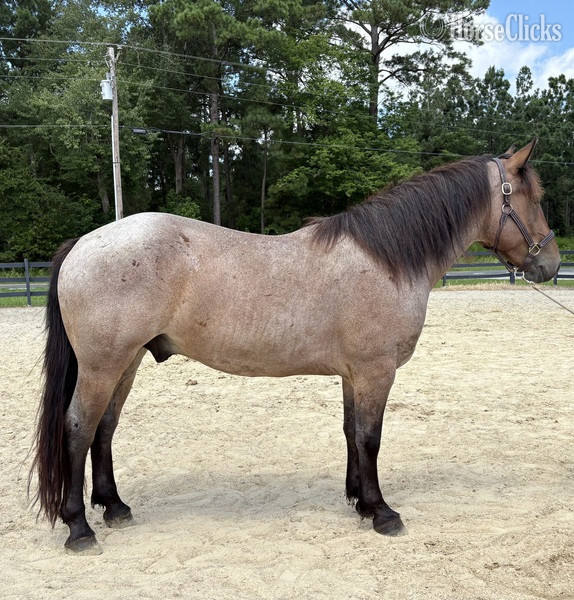 "Sherlock" Bay Roan Gelding Draft in North Carolina