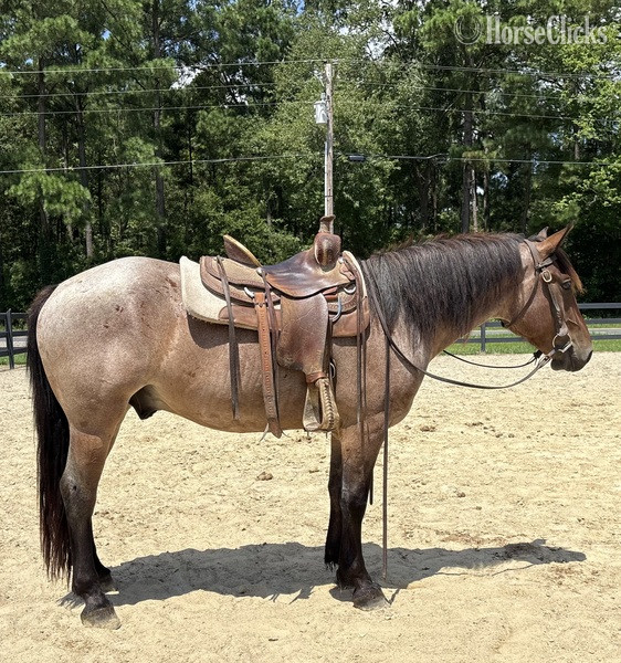 North Carolina "Sherlock" Bay Roan Gelding Draft