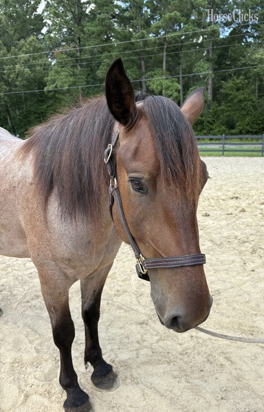 "Sherlock" Bay Roan Gelding Draft - Draft