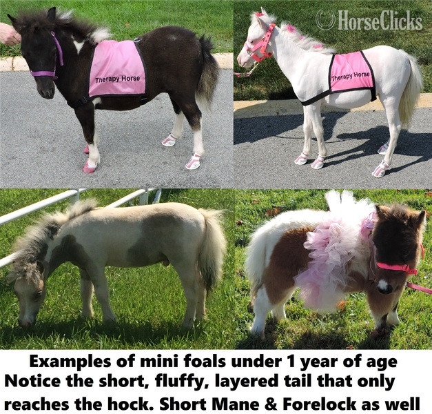 "Must Read! Advice When Buying a Mini!!!"  Gelding American Miniature in Florida