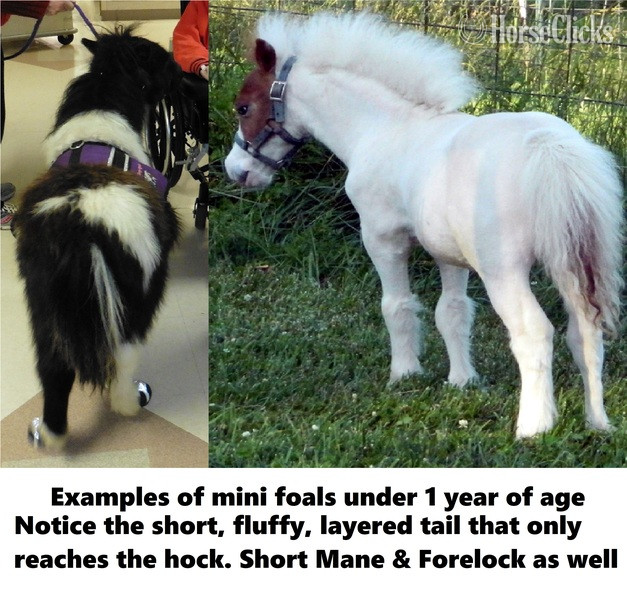 "Must Read! Advice When Buying a Mini!!!"  Gelding American Miniature