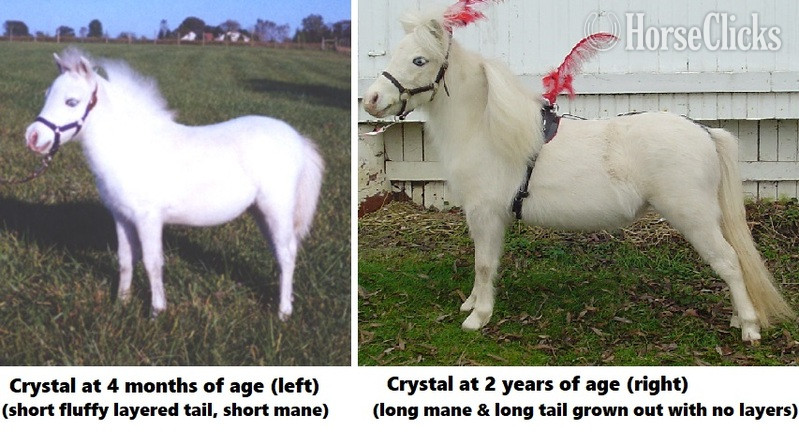 Florida "Must Read! Advice When Buying a Mini!!!"  Gelding American Miniature