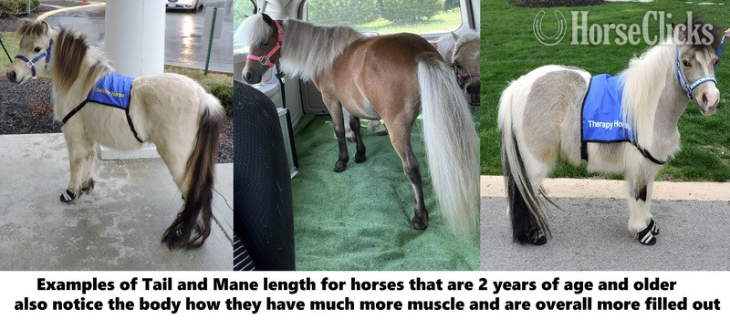 "Must Read! Advice When Buying a Mini!!!"  Gelding American Miniature - American Miniature in Florida
