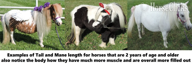 "Must Read! Advice When Buying a Mini!!!"  Gelding American Miniature - American Miniature