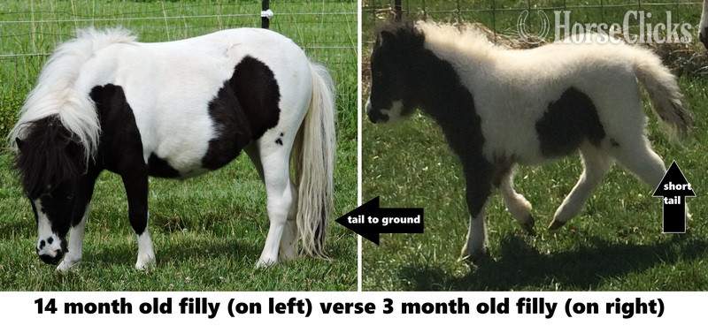 "Must Read! Advice When Buying a Mini!!!"  Gelding American Miniature Florida