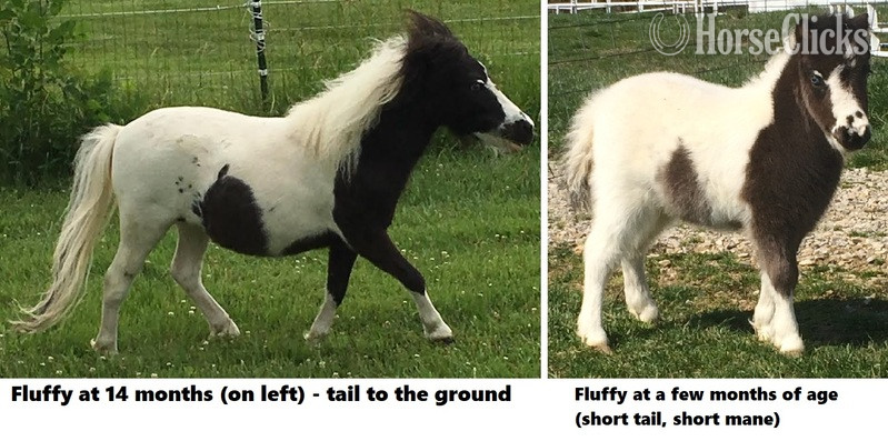 American Miniature - "Must Read! Advice When Buying a Mini!!!"  Gelding American Miniature in Florida
