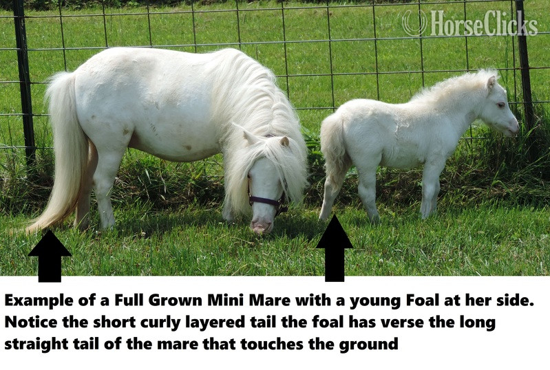 American Miniature - "Must Read! Advice When Buying a Mini!!!"  Gelding American Miniature