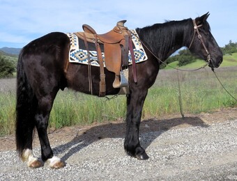 "CHIP" Black Gelding Draft