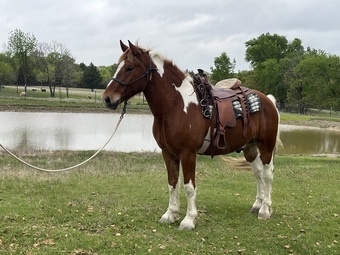 "Teddy" Pinto Gelding Draft