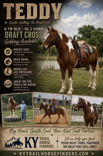 "Teddy" Pinto Gelding Draft