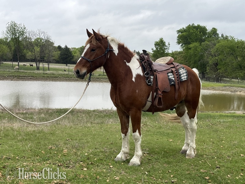 "Teddy" Pinto Gelding Draft in Kentucky