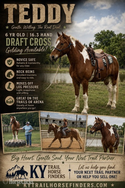 "Teddy" Pinto Gelding Draft in Kentucky