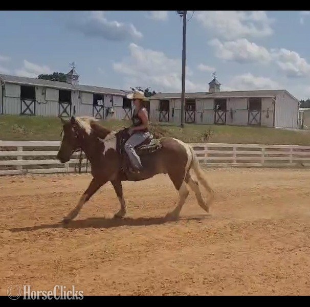 "Teddy" Pinto Gelding Draft