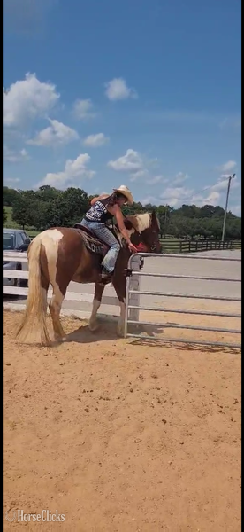 Draft - "Teddy" Pinto Gelding Draft in Kentucky