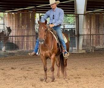 "Kalico" Chestnut Mare Quarter Horse
