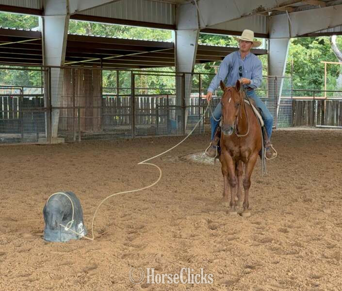 "Kalico" Chestnut Mare Quarter Horse