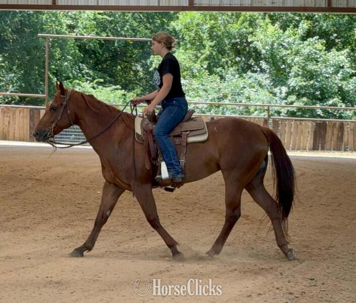 "Kalico" Chestnut Mare Quarter Horse - Quarter Horse in Texas