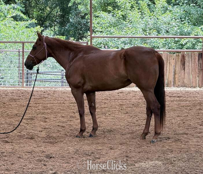 "Kalico" Chestnut Mare Quarter Horse - Quarter Horse