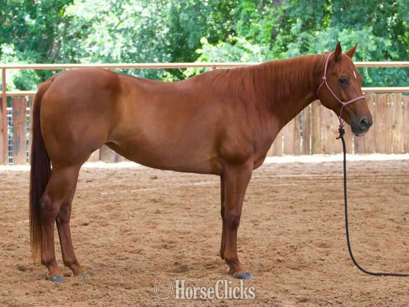 "Kalico" Chestnut Mare Quarter Horse Texas