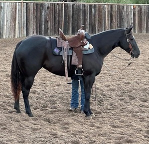 "Nova" Black Mare Paint