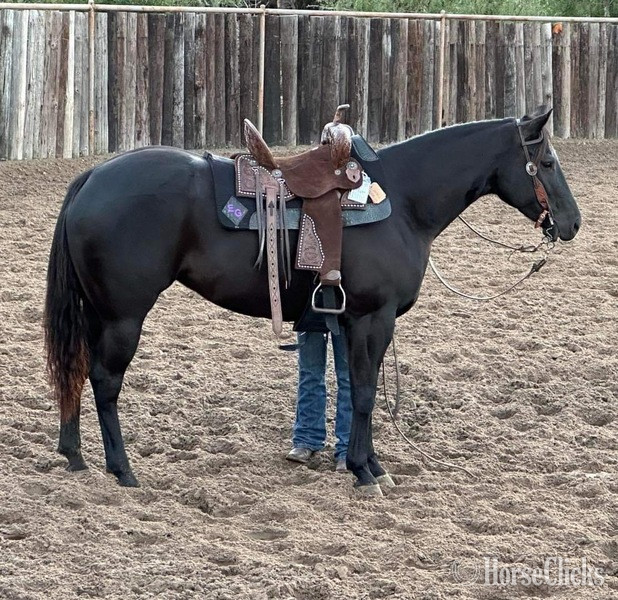 "Nova" Black Mare Paint in Texas