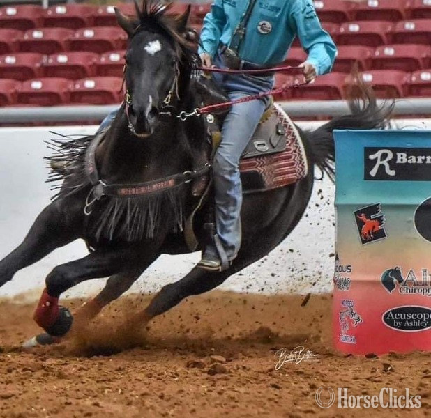 "Nova" Black Mare Paint