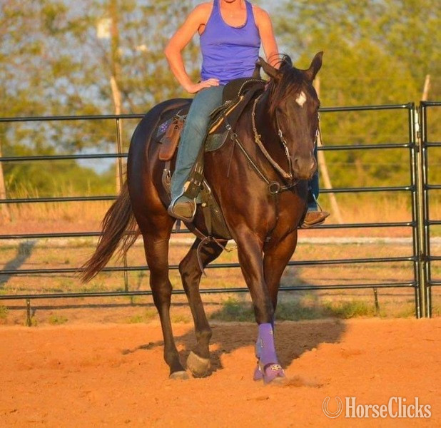 "Nova" Black Mare Paint - Paint in Texas