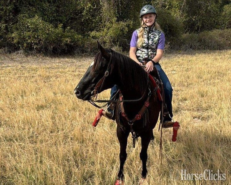 "Nova" Black Mare Paint - Paint