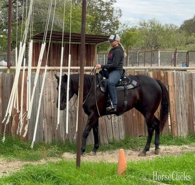 "Nova" Black Mare Paint Texas