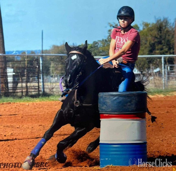 Paint - "Nova" Black Mare Paint in Texas