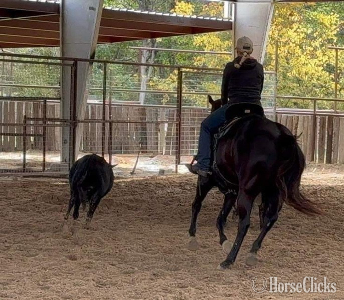 Paint - "Nova" Black Mare Paint
