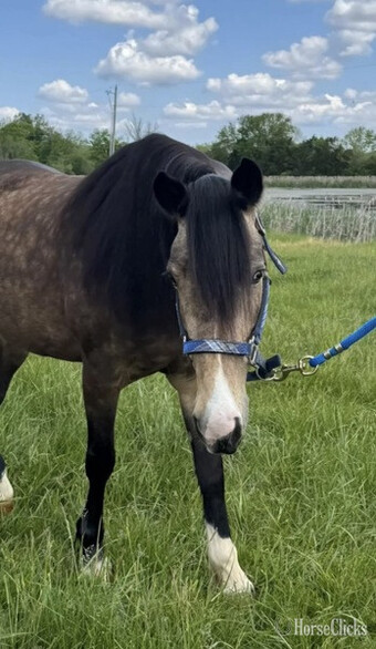 "Lexus" Buckskin Mare Gypsy Vanner