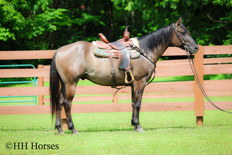 "MOON STONE" Grullo Gelding Quarter Horse