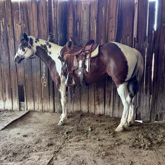 "Tilly" Bay Mare Paint