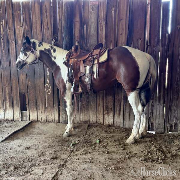"Tilly" Bay Mare Paint in Texas