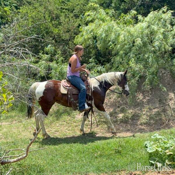 "Tilly" Bay Mare Paint