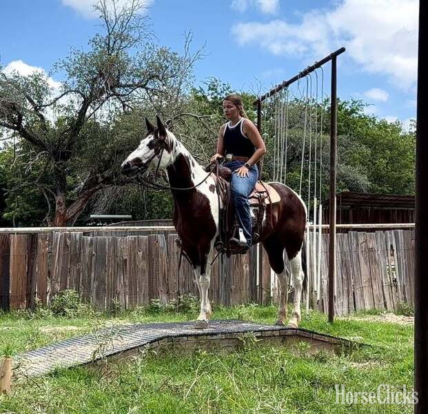 "Tilly" Bay Mare Paint - Paint in Texas