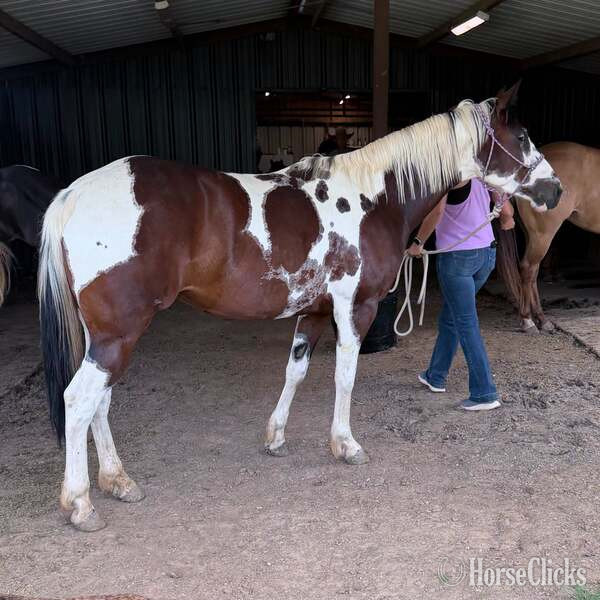 "Tilly" Bay Mare Paint - Paint