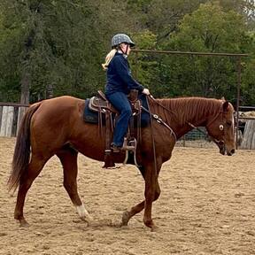 "Franklin" Sorrel Gelding Quarter Horse