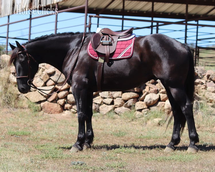 "Monte Carlo" Black Gelding Friesian in California
