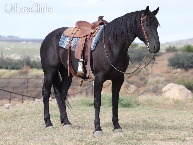 "Monte Carlo" Black Gelding Friesian