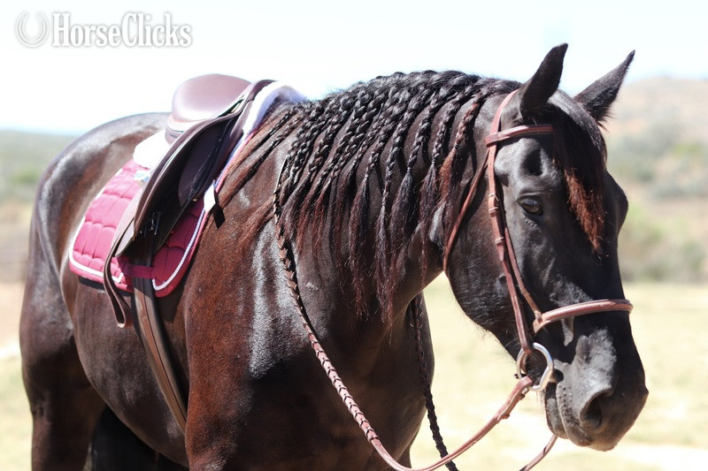 California "Monte Carlo" Black Gelding Friesian